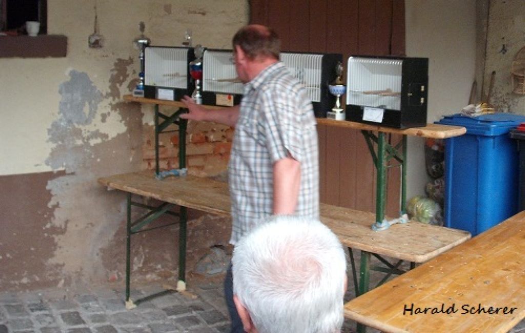 15.Jungvogel 020.JPG